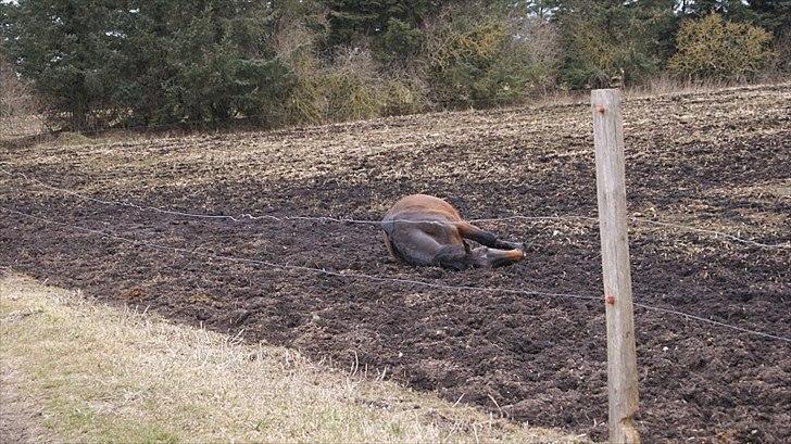 Dansk Varmblod Tøsen - billede 16  det svært at komme rundt med følle maven. billede 16