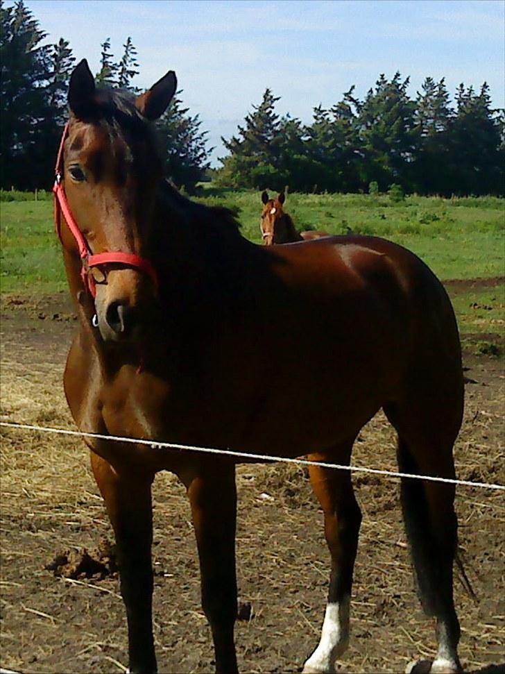 Dansk Varmblod Tøsen - billede 17 billede 17