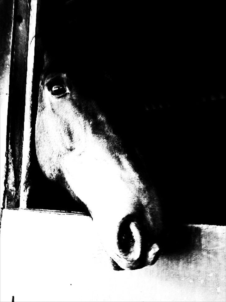 Dansk Varmblod Tøsen - billede 18 billede 18