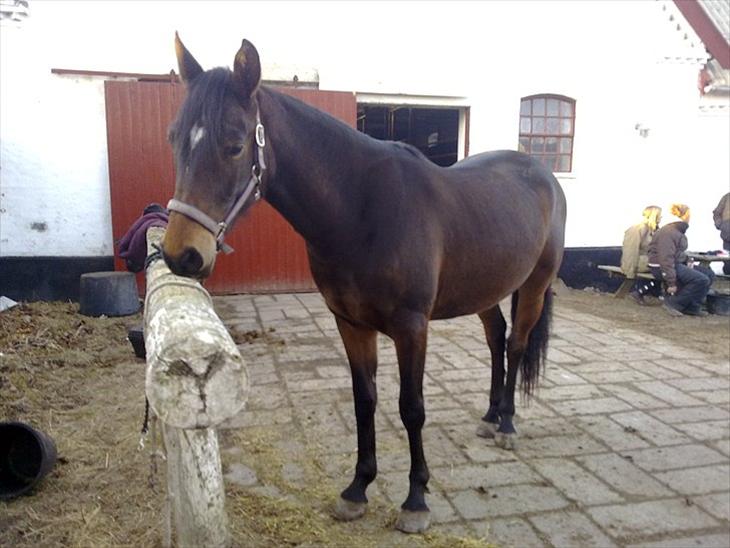 Anden særlig race Lucy billede 1