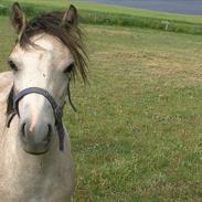 Welsh Mountain (sec A) mr.nelson