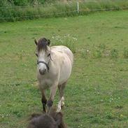 Welsh Mountain (sec A) mr.nelson