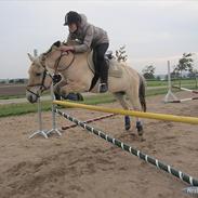 Fjordhest Morten (Bøllefrø)