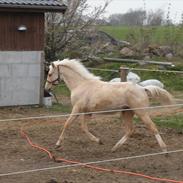 Palomino Bryggergårdens Burberry