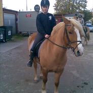 Haflinger drike passer