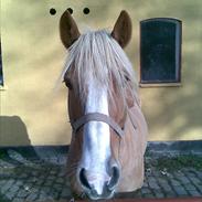 Haflinger drike passer