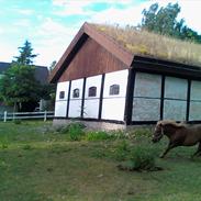 Shetlænder Chesney G. SOLGT