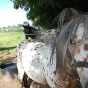 Knabstrupper Engedals Armani