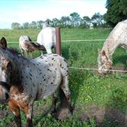 Knabstrupper Engedals Armani