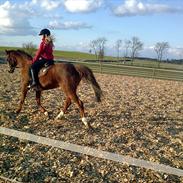 Welsh Cob (sec D) misty ( solgt:´-/ )