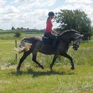 Anden særlig race Zikka / sascha
