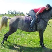 Anden særlig race Zikka / sascha