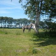 Anden særlig race Zikka / sascha