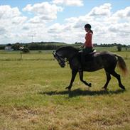 Anden særlig race Zikka / sascha