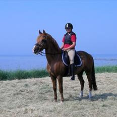 Hollandsk Sportspony Morano 5