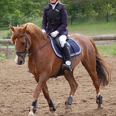 Hollandsk Sportspony Morano 5