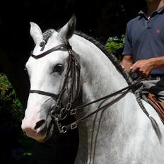 Lusitano Bemparecido