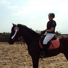 Dansk Varmblod Nørremøllehøjs Ali SOLGT