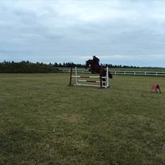 Dansk Varmblod Nørremøllehøjs Ali SOLGT