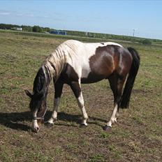Anden særlig race Little claud junior *Red*