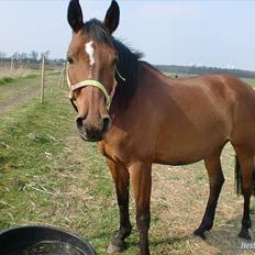 Dansk Varmblod Majbrit. RIP