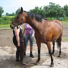 Dansk Varmblod Majbrit. RIP