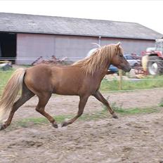 Islænder Hagalin fra Kakke 