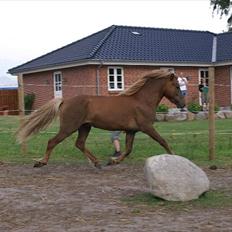 Islænder Hagalin fra Kakke 
