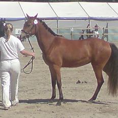 New Forest Montana´s Aurora (UDLÅNT)