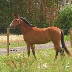 New Forest Montana´s Aurora (UDLÅNT)