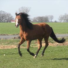 New Forest Montana´s Aurora (UDLÅNT)