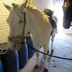 Connemara flying dutchman