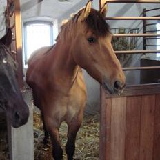 Anden særlig race Rocky