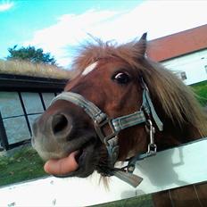 Shetlænder Chesney G. SOLGT