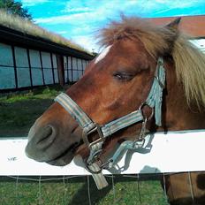 Shetlænder Chesney G. SOLGT