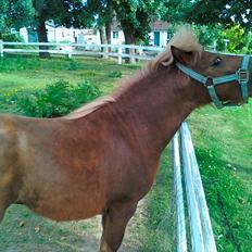 Shetlænder Chesney G. SOLGT