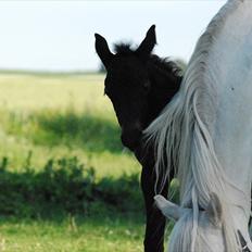 Welsh Partbred (Sec F) Slæggerups E.C. Jet