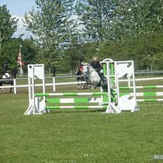 Anden særlig race Silverdream 