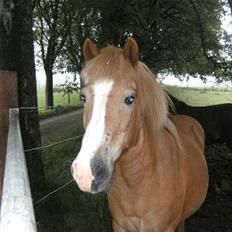 Islænder | Kvika RIP