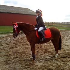 Welsh Cob (sec D) misty ( solgt:´-/ )