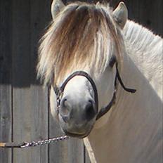 Fjordhest FinFin  (HINGST)