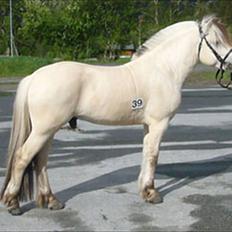 Fjordhest FinFin  (HINGST)