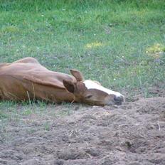 Anden særlig race Rødebæk´s Future Fantasi