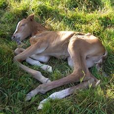 Anden særlig race Rødebæk´s Future Fantasi