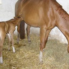 Anden særlig race Rødebæk´s Future Fantasi