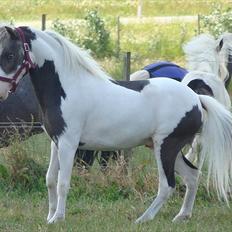 Amerikansk Miniature | Rio Red Shooters Comanche Warrior * Avls hingst*