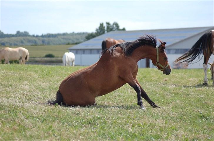 Arabisk fuldblod (OX) McAdoo ox - McAdoo ved at rejse sig :] Første dag på Mors... Foto: Mig billede 4