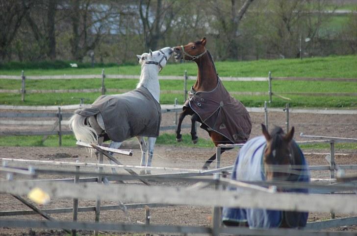 Arabisk fuldblod (OX) McAdoo ox - Dræber hest! O_o Flash og McAdoo leger (aka. Spade og Spy) :] Foto: Mig billede 18