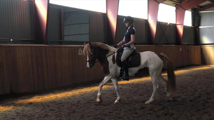 Anden særlig race Painted Beauty SOLGT - - bedsteveninden prøver guldponyen :D billede 10