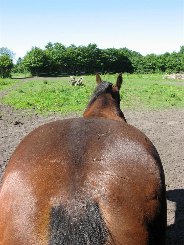 Traver Pampas Crown - 1/7-2010: Når enden er god, er alting godt. billede 15